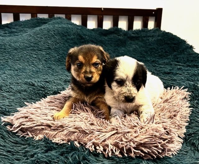 Oddam pieski w dobre ręce