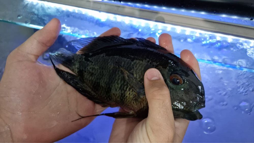 Heros severum rotkeil