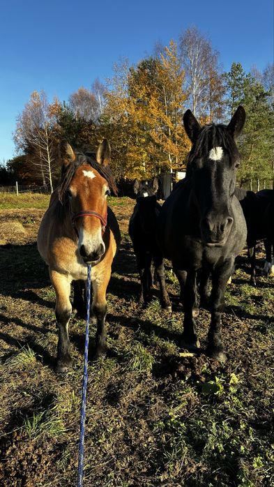 Klacz polski koń zimnokrwisty PKZ