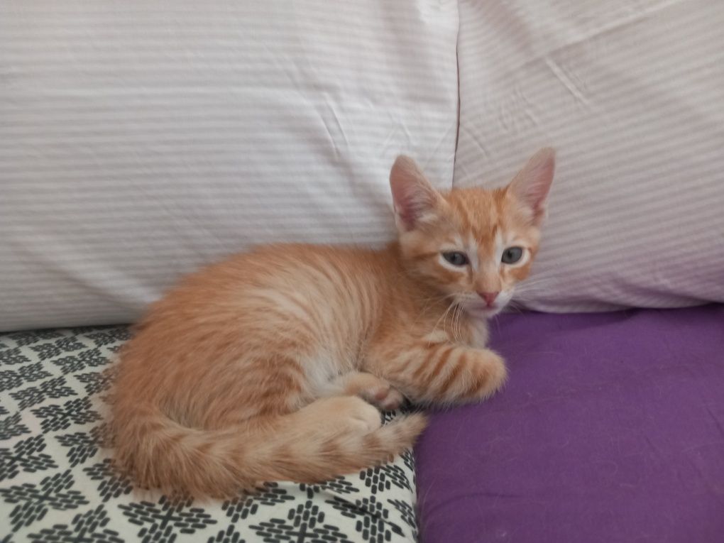 Gatos para adopção