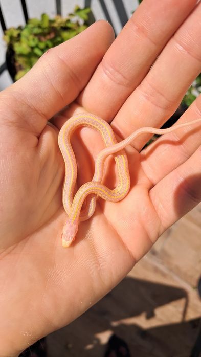 Wąż pończosznik Thamnophis radix różne odmiany cb25