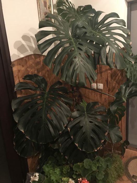 Монстера дуже велика калістемон  пальма бананове дерво