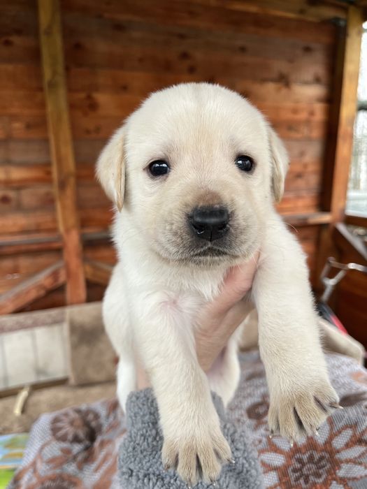 Цуценя лабрадора