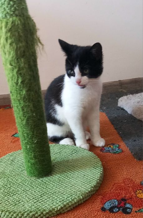 Kotek Filemonek szuka domu