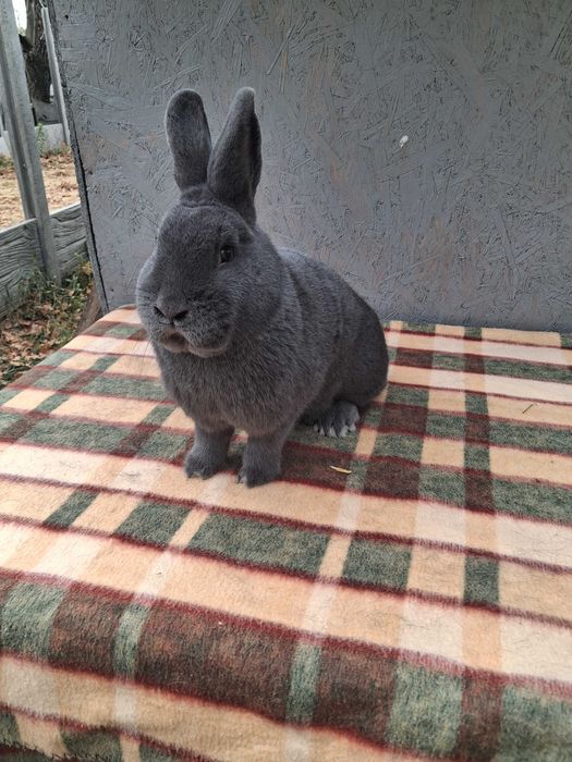 Wiedeński Niebieski