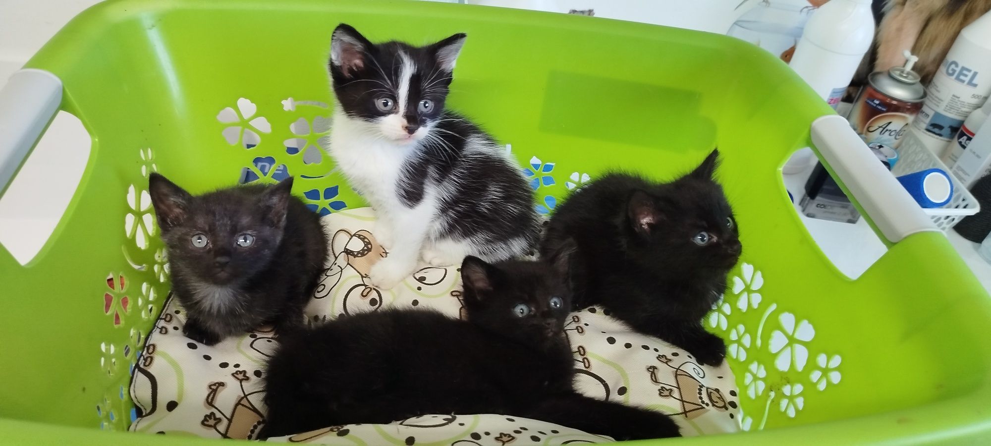 4 małe śliczne Kotki do adopcji