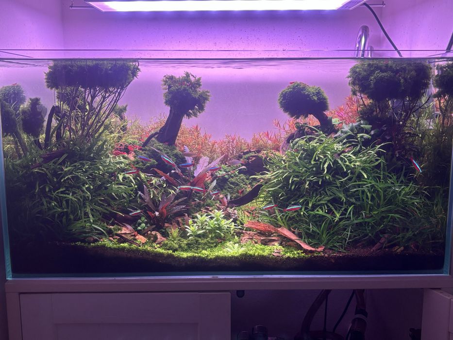 Plantas aquário, musgos e camarões PROMOÇÕES
