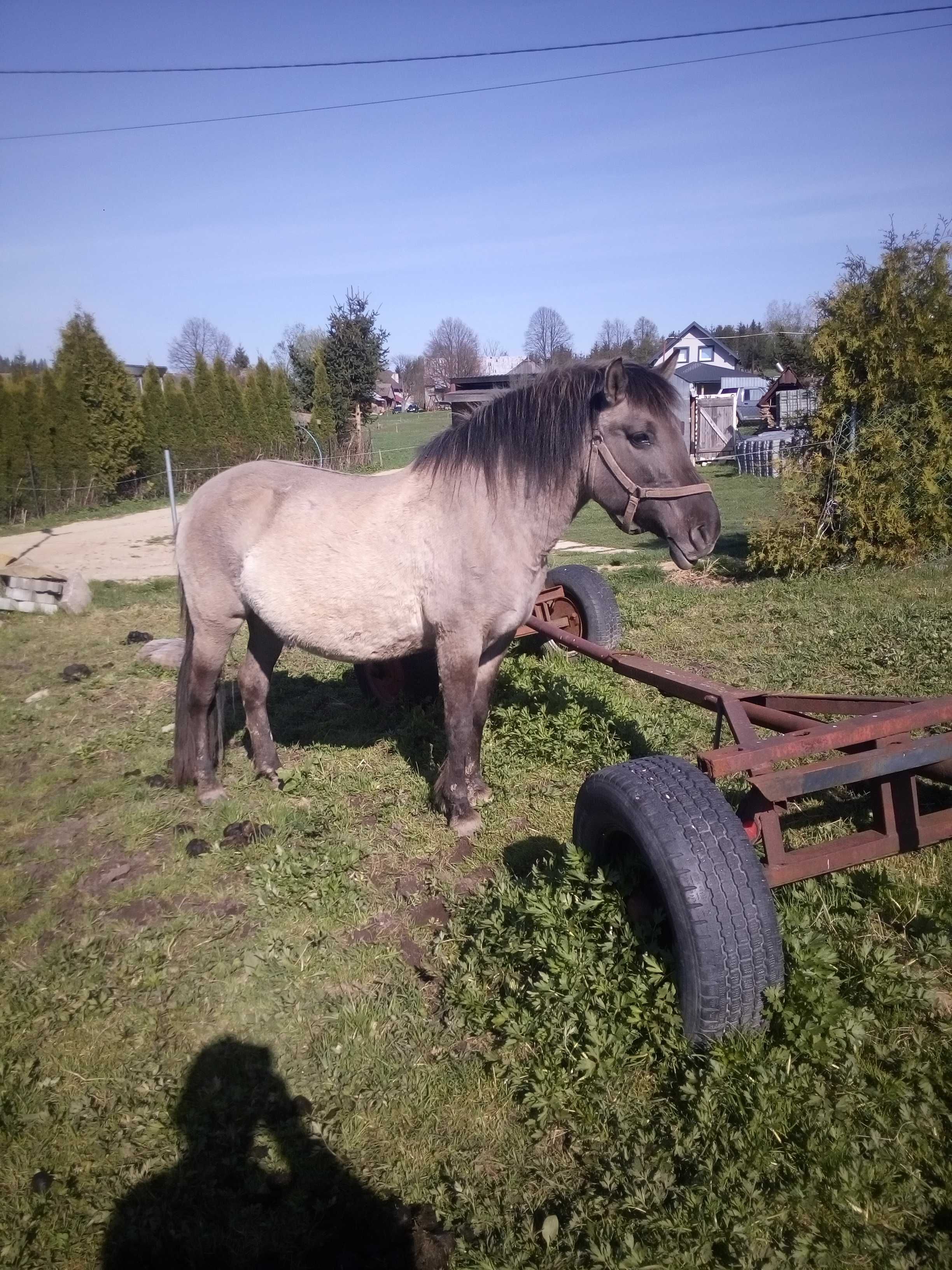 Sprzedam klacze konika polskiego