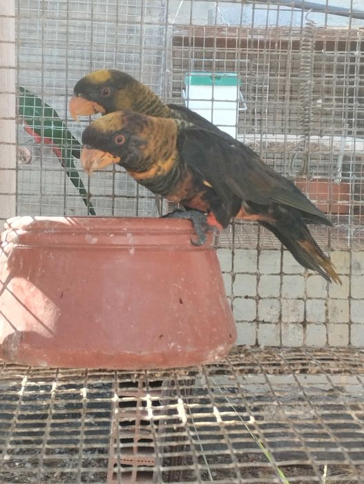 Troco macho fuscata por fêmea