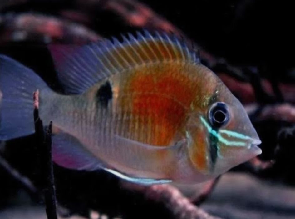 Grzebiec zielony/ biotodoma cupido (Ziemiojad)