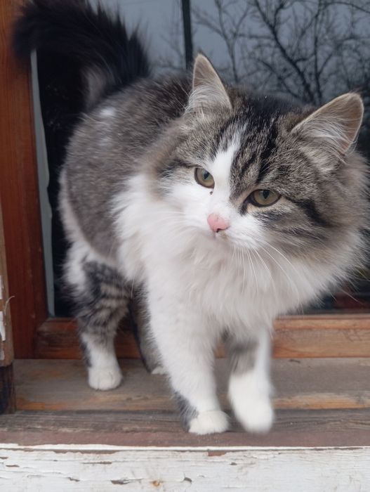 Отдам котят в хорошие руки