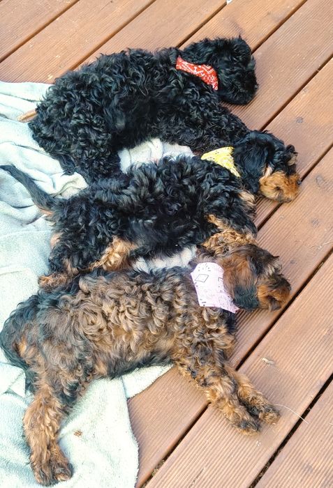 Cavapoo czarny podpalany - Gofer
