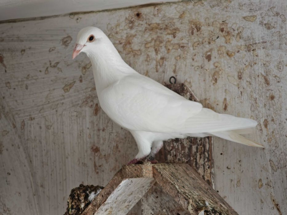 Vendo/solto pombos correios brancos
