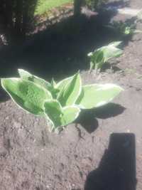 Hosta funkia sadzonka