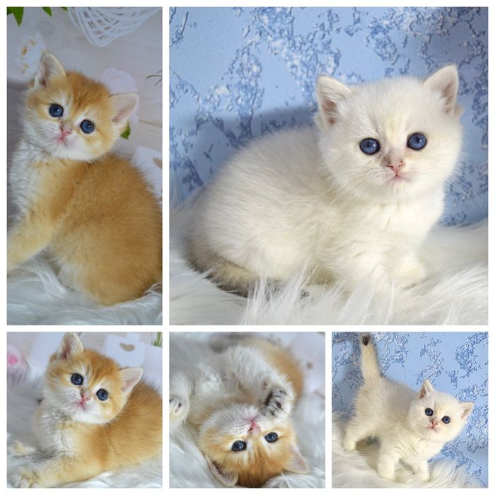 Британські котята золота шиншила/поінт/золоті