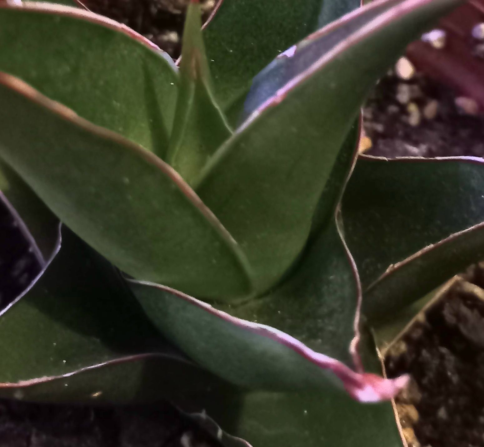 Sansevieria Abey Crown