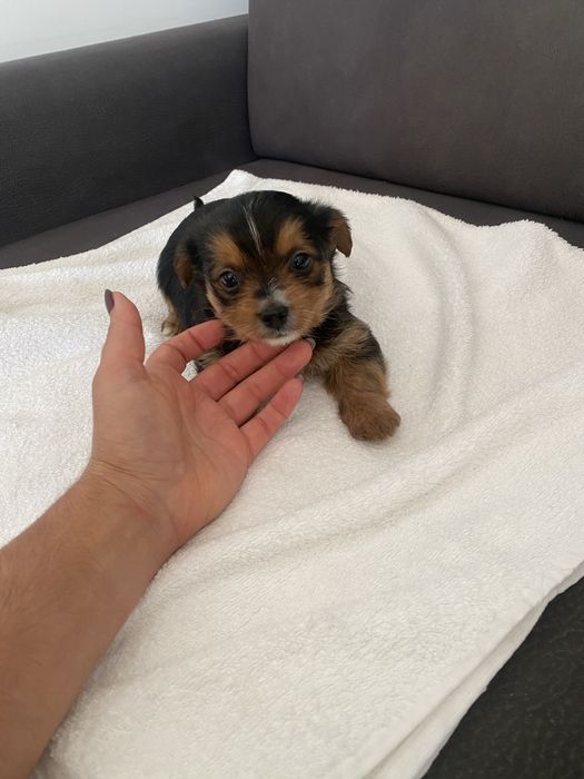 Yorkshire terrier menina X