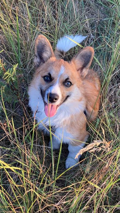 cudowny szczeniak Welsh Corgi Pembroke