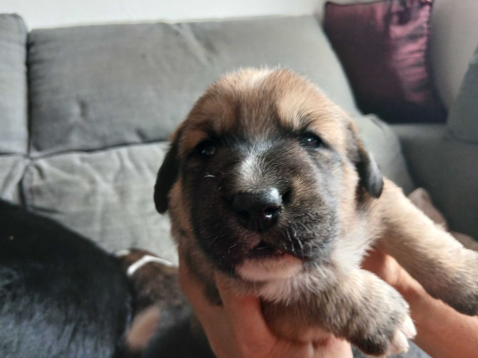 Cães para adopção