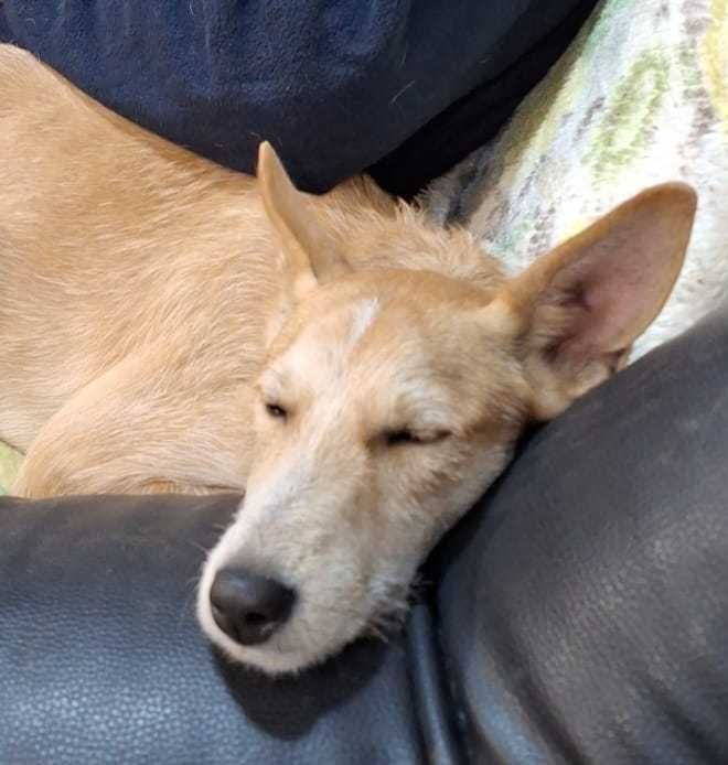 Cão macho para adopção responsável