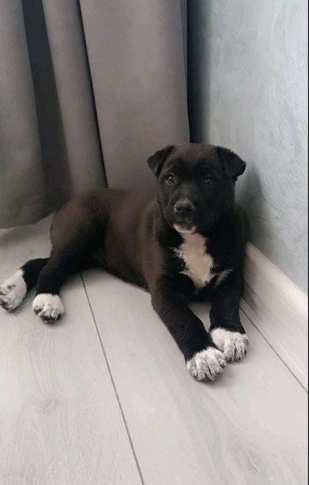 Отдам даром в добрые руки щенка метис лабрадора