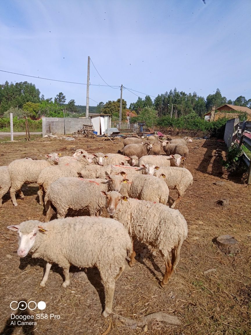 Ovelhas cruzadas de carne