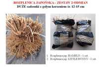 Rozplenica HAMELN I LITTLE BUNNY - ZESTAW 2 odmian - korzenie 15 cm