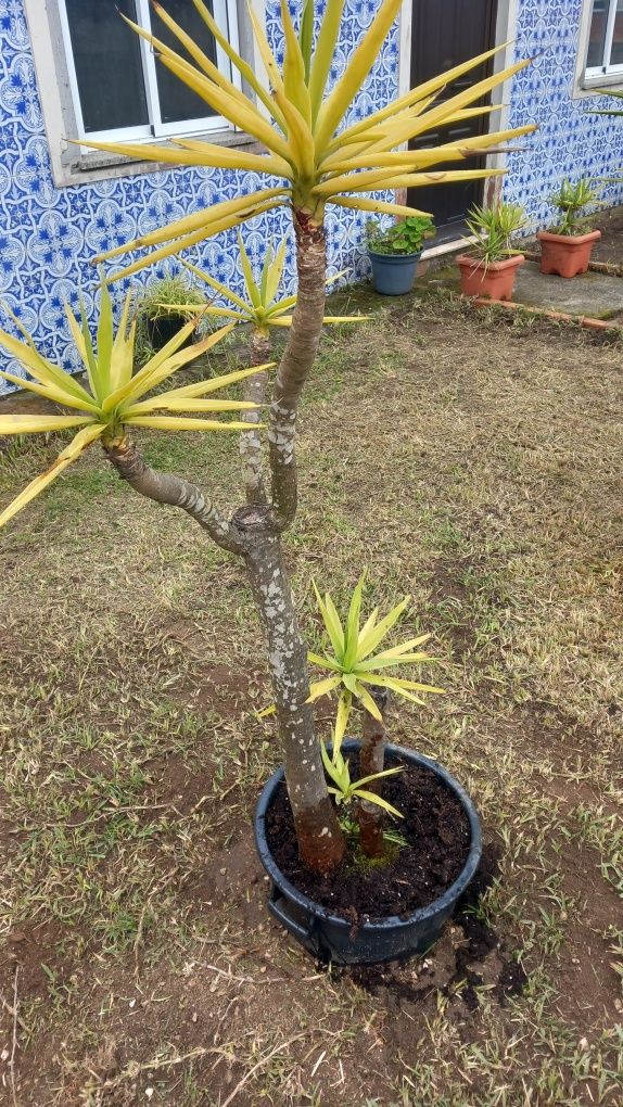 Arvore de jardim