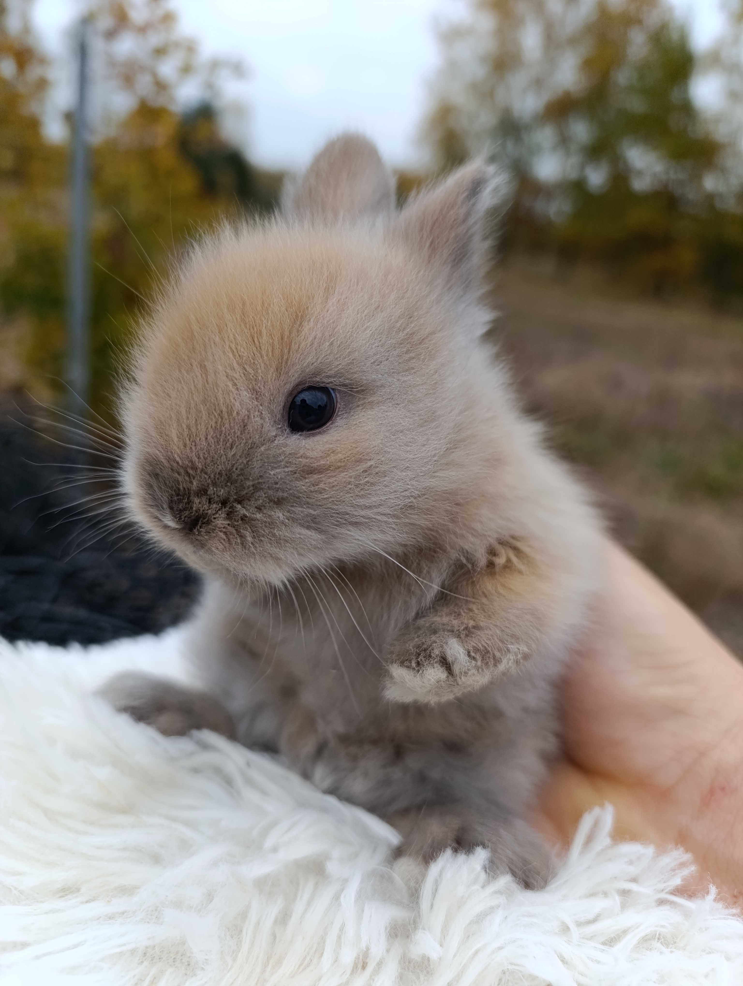 Mini lop karzełek Teddy hodowla zarejestrowana