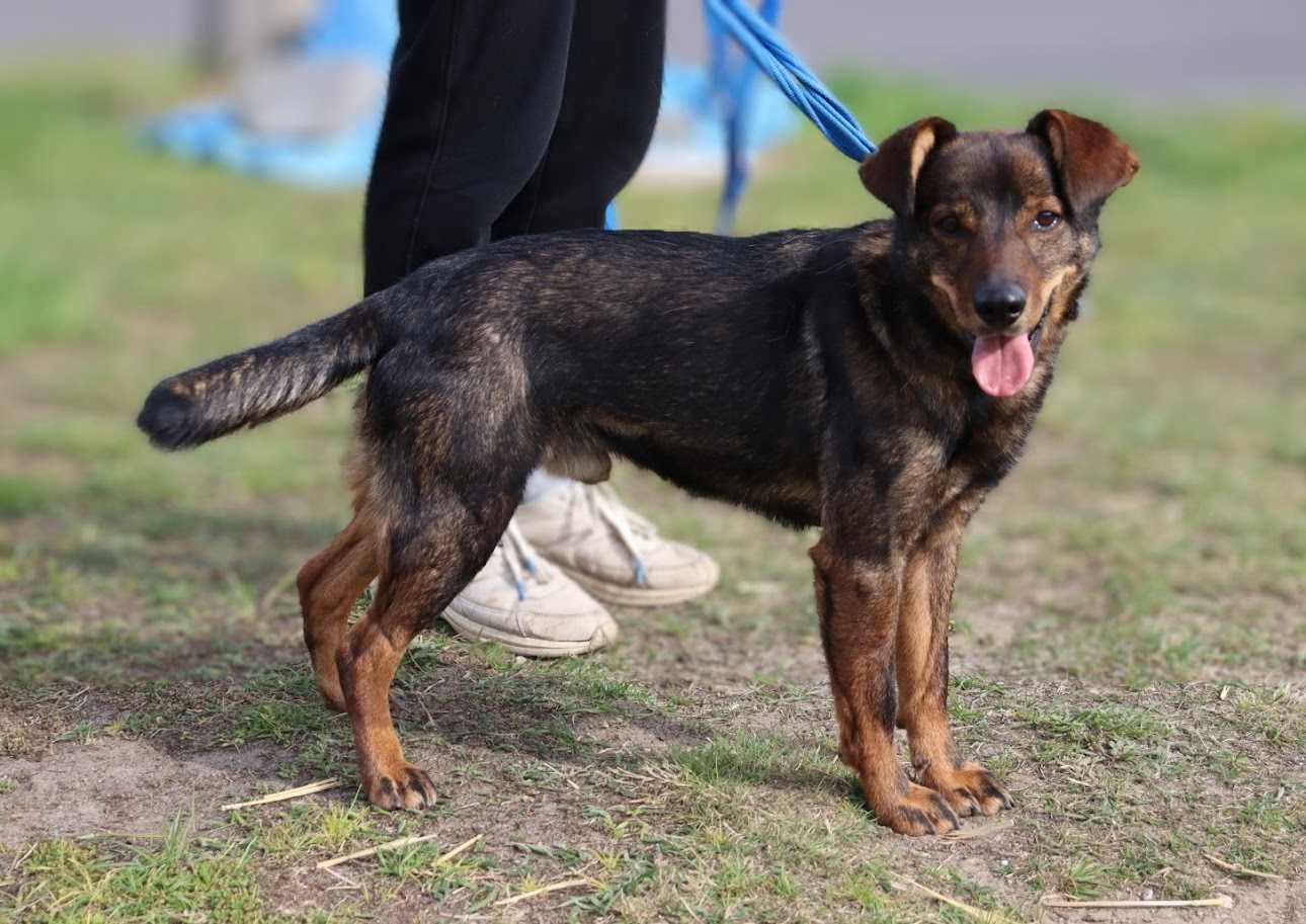 wesoły, młody, nieduży piesek czeka na dom