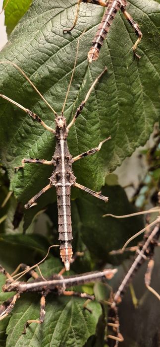 Straszyki filipińskie samice - póki co nie ma