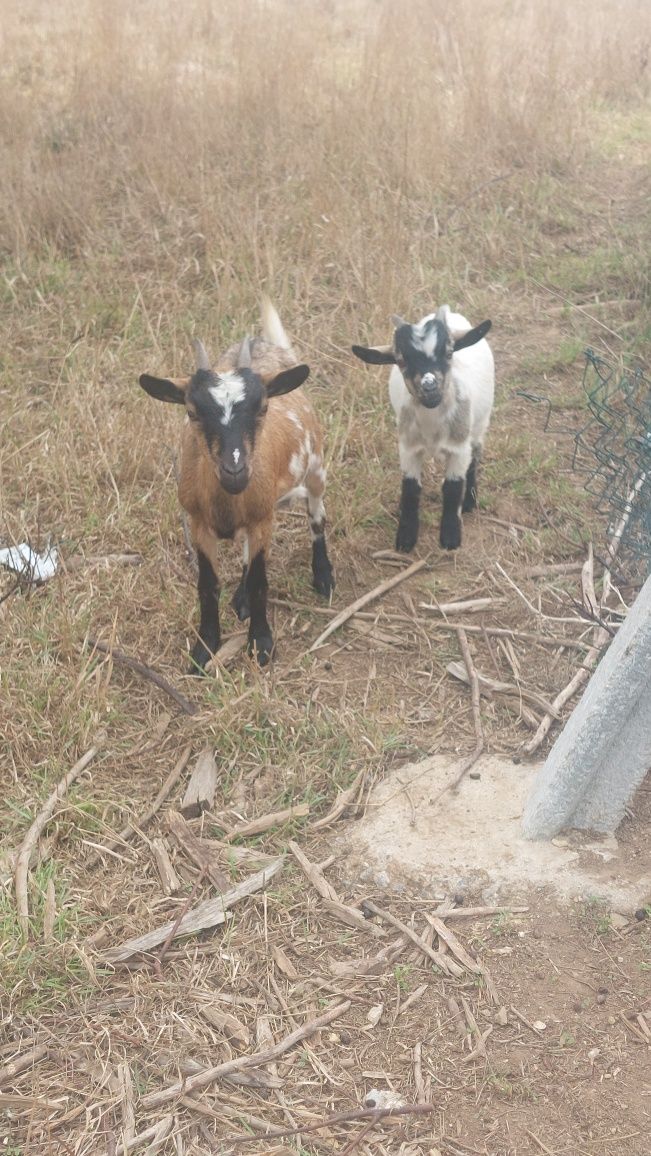 Cabrinha anã, macho, com cerca de 4 meses