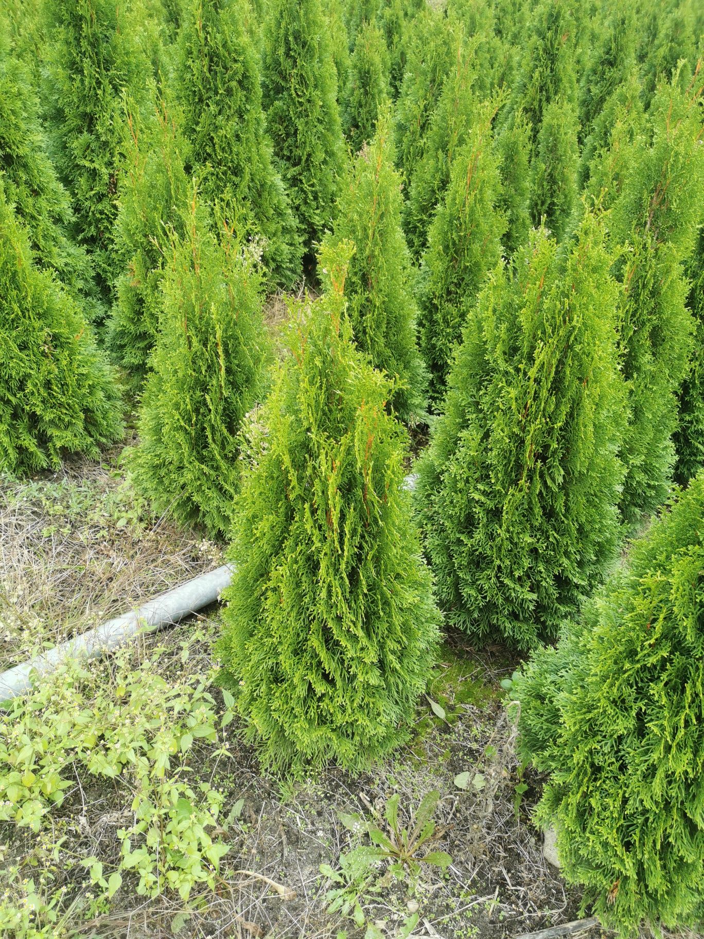 Thuja Smaragd 1,2m