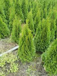 Thuja Smaragd 1,2m