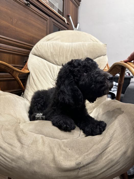 Szczeniak Australian Labradoodle