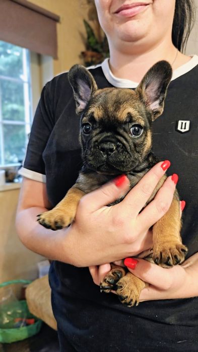buldogi francuskie