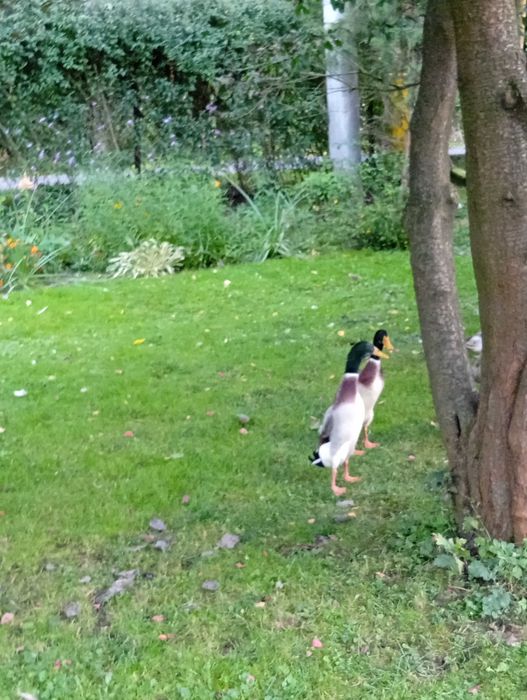 Kaczki biegusy indyjskie