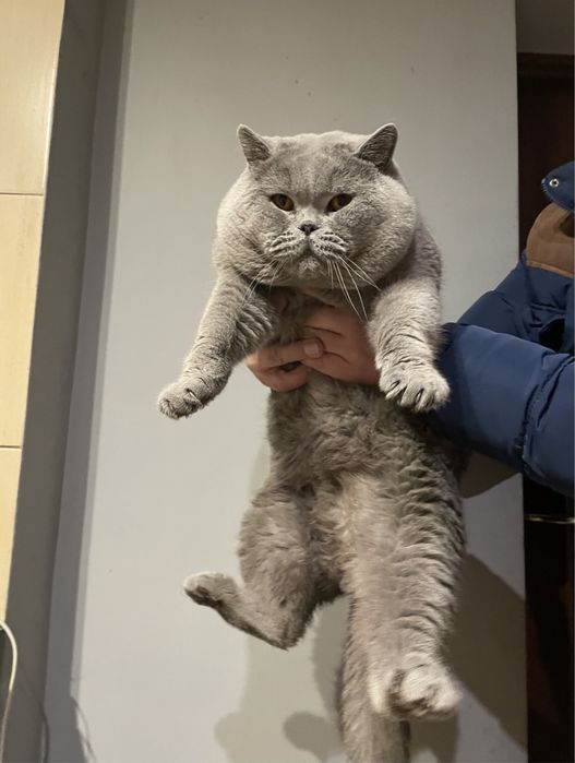 Reproduktor Brytyjski FPL