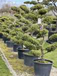 Juniperus jałowiec Old Gold, Mint Julep, Blue Carpet….. BONSAI PARK