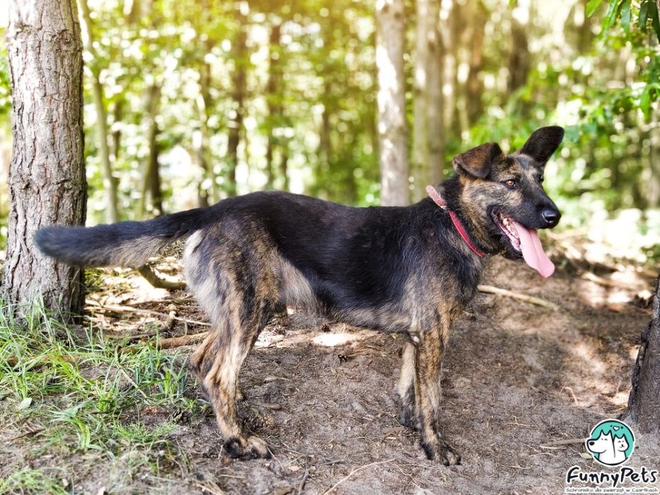 Piękny, aktywny, przyjacielski pies Henry poleca się do adopcji!