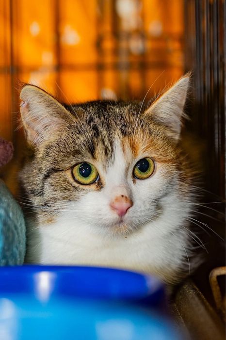 Piękna szylkretowa kotka szuka domu