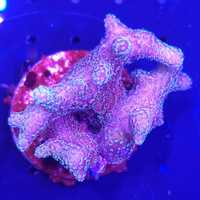 Pocillopora Fiji pink koralowiec akwarium morskie koralowce