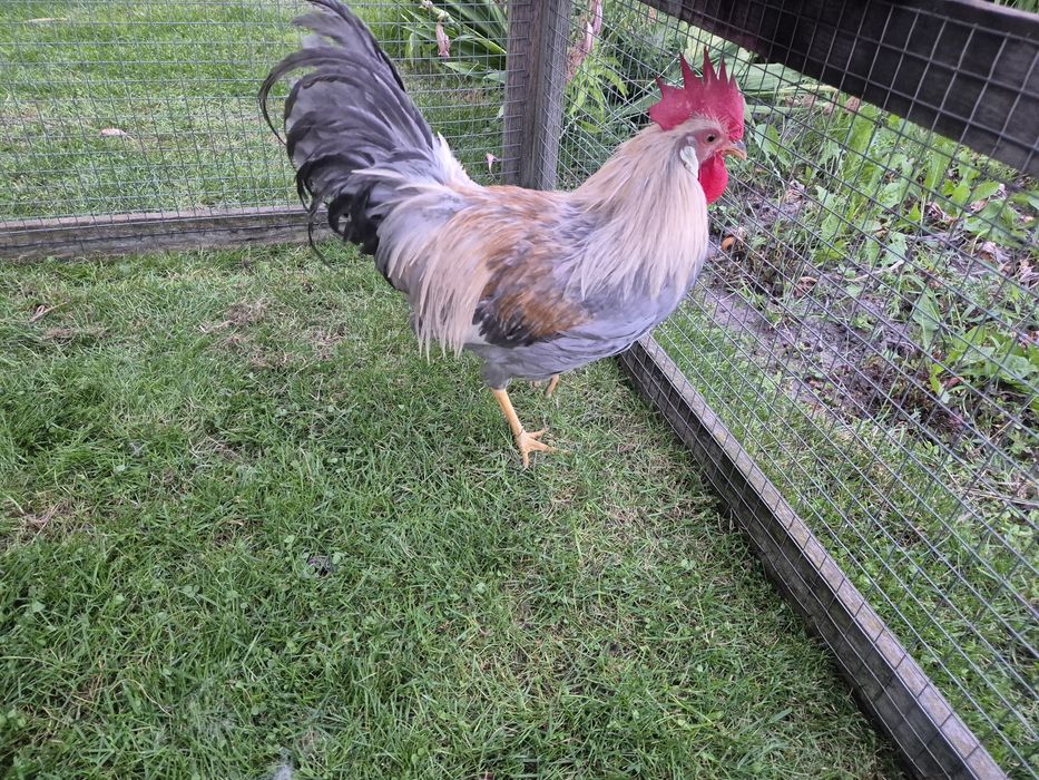 Kogut włoszka lawendowa