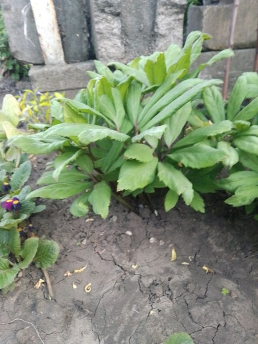 Распродажа карликового морозника