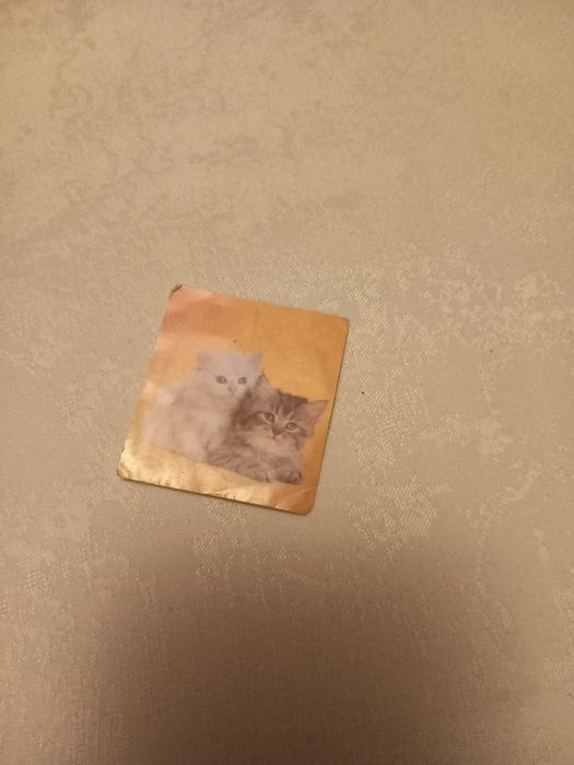 Naklejka kot i koty 2