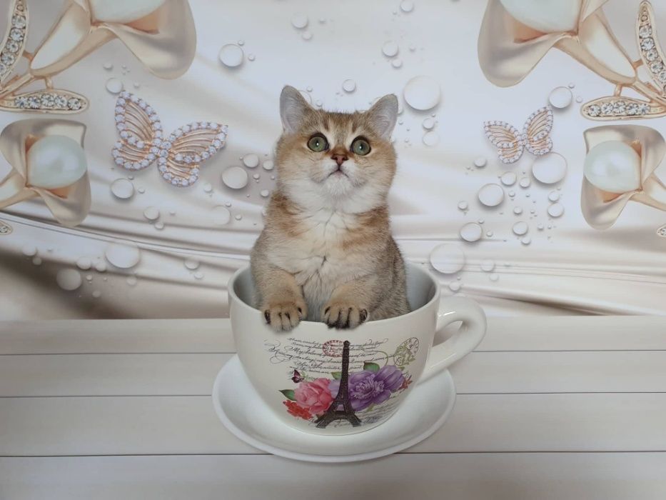 Эксклюзивчик! Шотландец