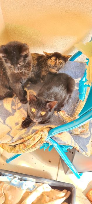 Gatinho preto 3meses meigo