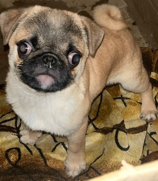 Віддам за символічну ціну мопсика в добрі руки