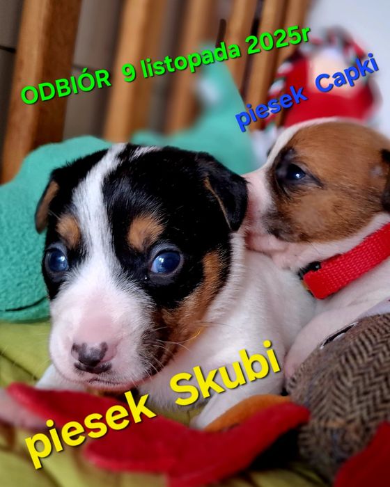 Piesek Jack Russell odbiór  9 listopada 2025r RODZICE W HODOWLI