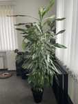 Dracena cintho duża 180 cm wysokosci